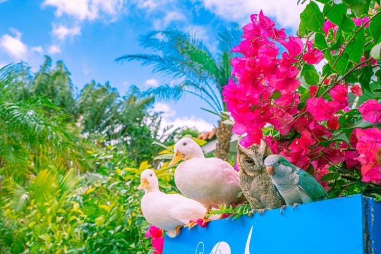 Little Mermaid Hotel Ishigakijima Ishigaki  Luaran gambar