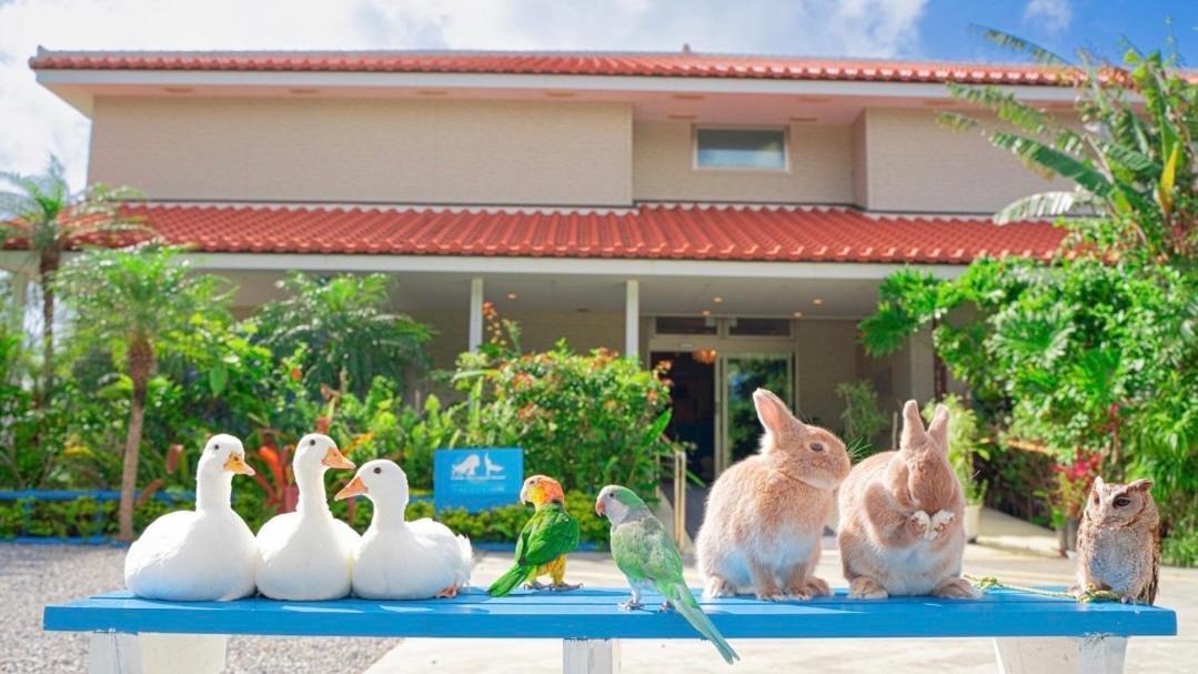 Little Mermaid Hotel Ishigakijima Ishigaki  Luaran gambar